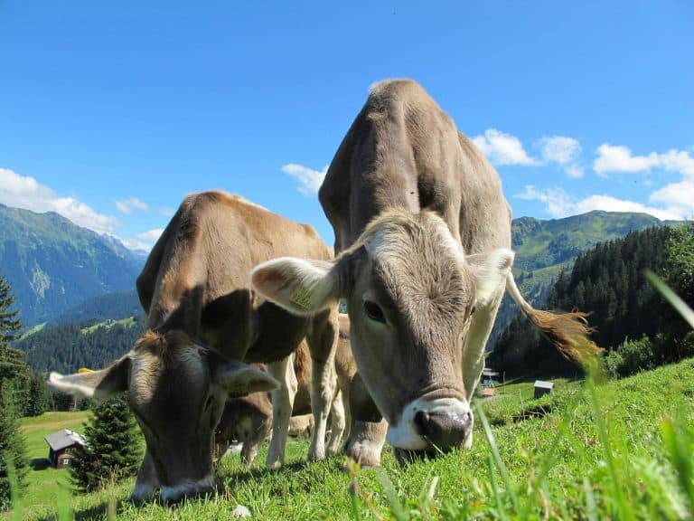 Cows graze peacefully in a lush mountain pasture under a bright blue sky, showcasing rural tranquility.